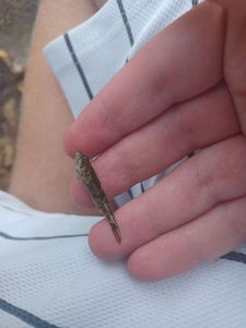 Bullhead