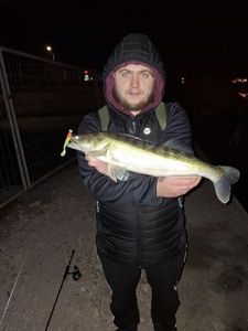 Zander