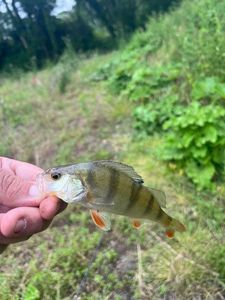 European Perch