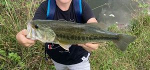Largemouth Bass