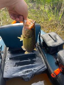 Largemouth Bass
