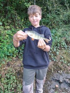 European Perch