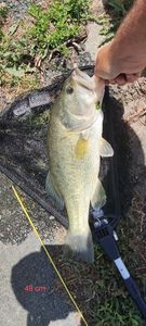 Largemouth Bass
