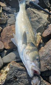 European Bass (Seabass)