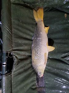 Common Carp