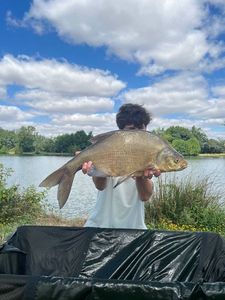 Common Bream
