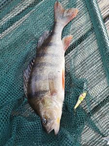 European Perch