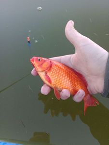 African Red Snapper