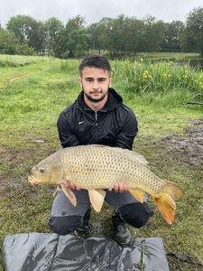 Common Carp