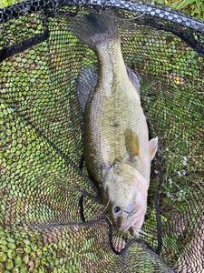 Largemouth Bass