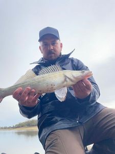 Zander
