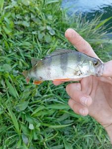 European Perch