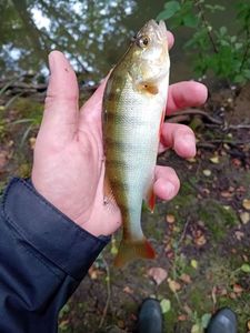 European Perch