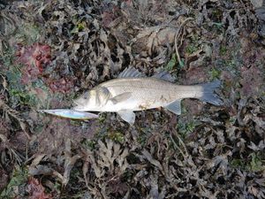 European Bass (Seabass)