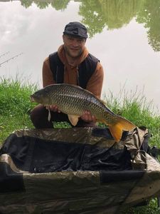 Common Carp
