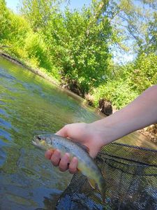 Brown Trout