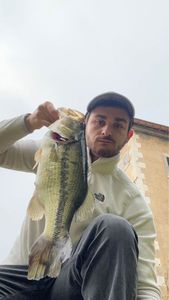 Largemouth Bass