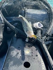 European Bass (Seabass)