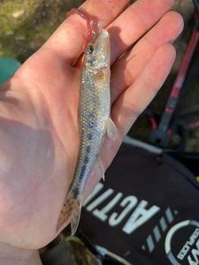 Gudgeon