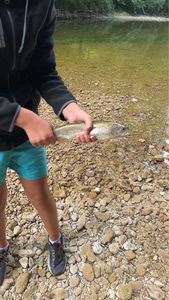 Rainbow Trout