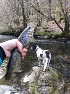Brown Trout