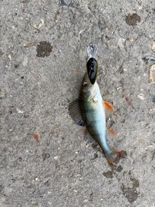 European Perch