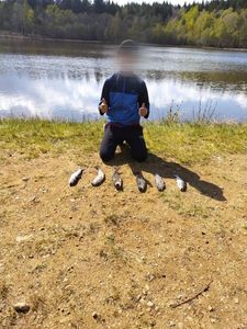 Rainbow Trout