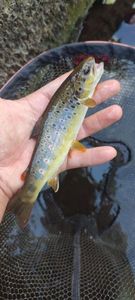 Brown Trout