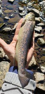 Brown Trout