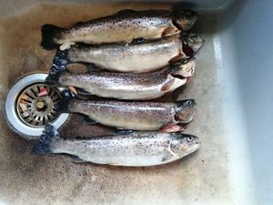 Brown Trout