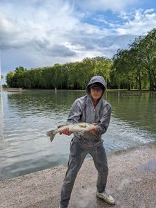 Zander