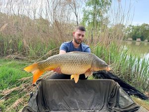 Common Carp