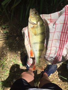 European Perch