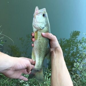 Largemouth Bass