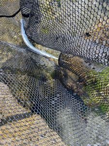 Garfish