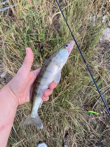 Zander