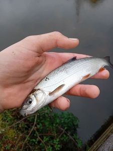 Common Nase