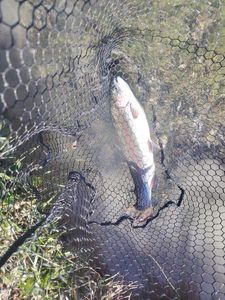 Rainbow Trout