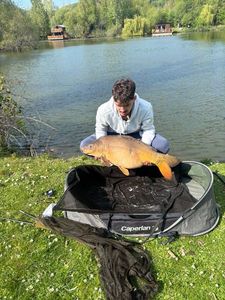 Mirror Carp