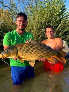 Common Carp