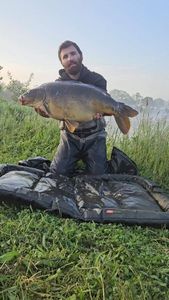 Mirror Carp
