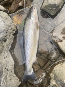 Brown Trout