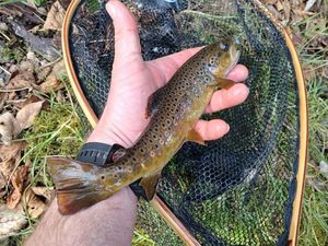 Brown Trout