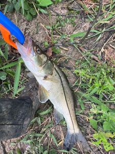 Common Snook