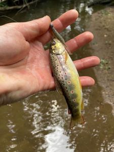 Brown Trout