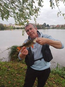 European Perch