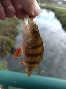 European Perch