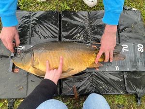 Mirror Carp