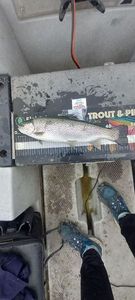 Rainbow Trout