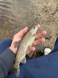 Rainbow Trout